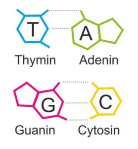 Purin: Alt, hvad du bør vide om det