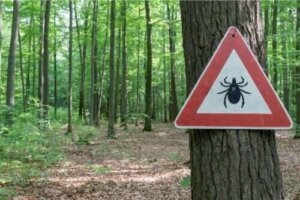 Behandling af borreliose
