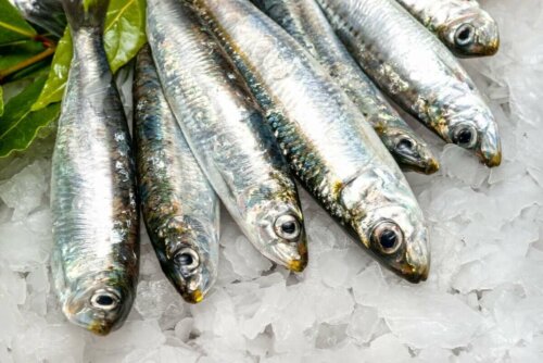 Der er mange fordele ved sardiner, som her ses frosne