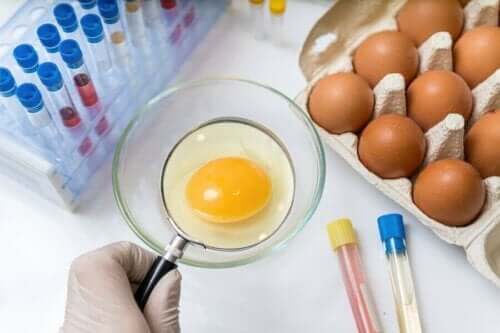 Æg undersøges for at tjekke for salmonella om sommeren