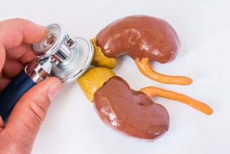 Kortisol udskilles fra binyrerne, som her illustreres