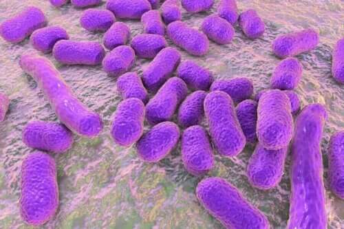 Eksempel på bakterier i lungerne