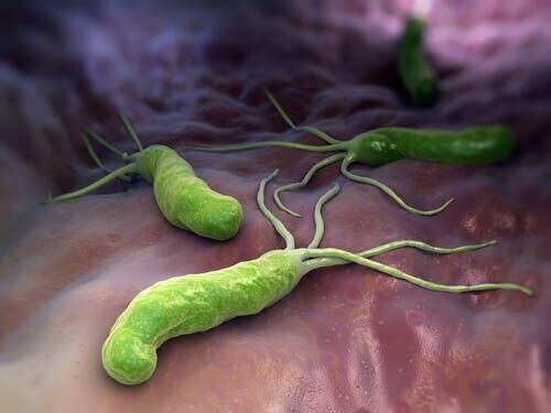 Illustration af bakterier, som bekæmpes af immunforsvaret