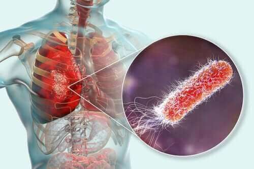 Er der bakterier i lungerne?