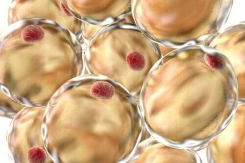 Illustration af celler