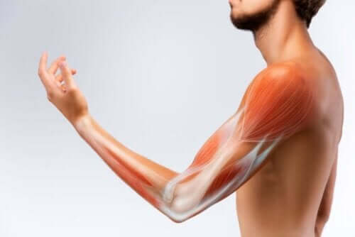 Musklerne, som her ses i en mands arm, er afhængige af kollagenproduktionen