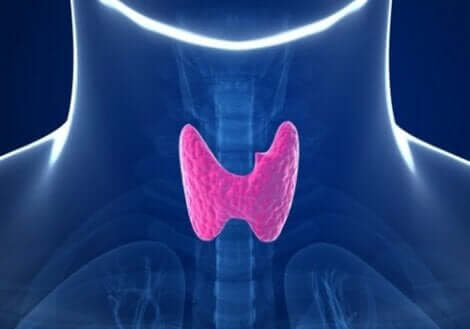 Skjoldbruskkirtlen er helt afgørende for hormonsystemet