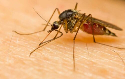 Myg er eksempel på ektoparasitter