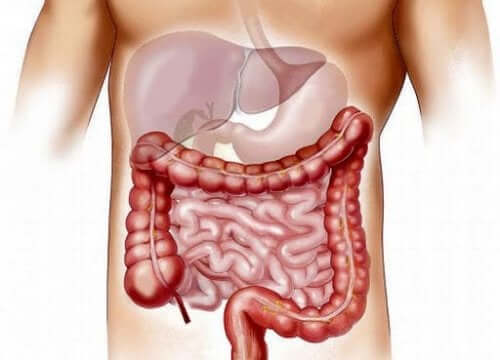 Fordøjelseskanalen kan lide under alle mulige tilstande, der kan påvirke ens helbredstilstand, og inflammatorisk tarmsygdom (IBD) er en af dem