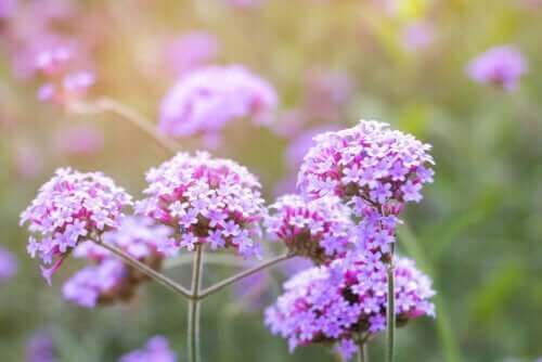 Beskrivelse, karaktertræk og anvendelse af jernurt