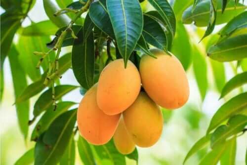 Mangoer på træ