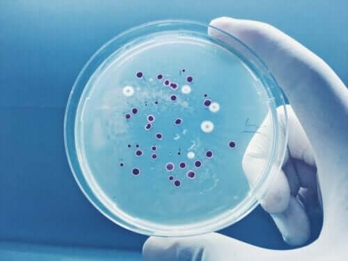 Afføringsprøve bruges til undersøgelse af bakterier