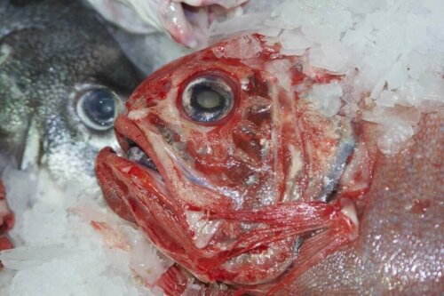 Nærbillede af frossen fisk