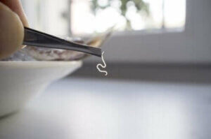 Opdag de mest gængse parasitter i fødevarer