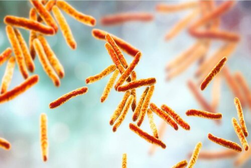 Bakterier, der forårsager lungetuberkulose