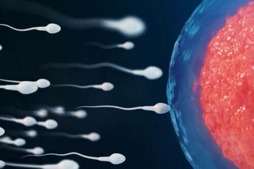 Illustration af befrugtning, når man vil blive gravid efter sex