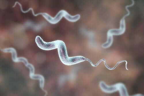 Infektioner med campylobacter er meget gængse