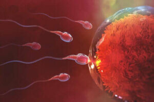 Hvor længe tager det at blive gravid efter sex?