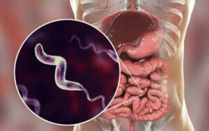 Karaktertræk for infektioner med campylobacter