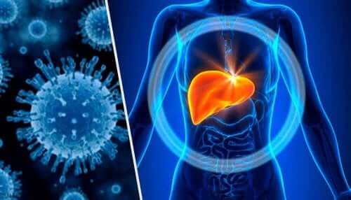 Illustration af leverbetændelse og levermetabolisme