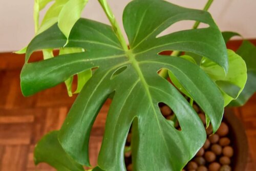 Fingerfilodendron er eksempel på robuste planter