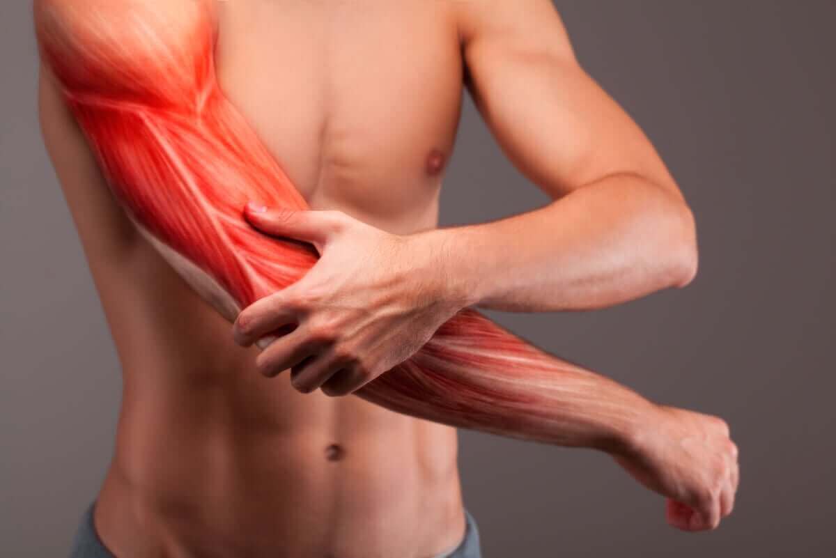 En af de vigtigste funktioner ved protein er dannelsen af ​​muskelvæv, som kan ses her
