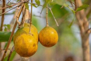 Nux vomica: Hvad du har brug for at vide