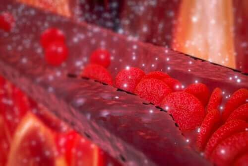 Animation af røde blodlegemer