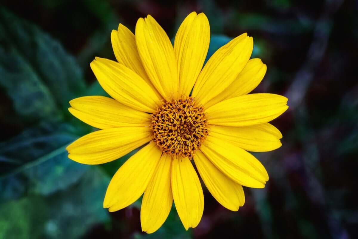 Arnica er en plante fra Europa, der har gavnlige sundhedsegenskaber