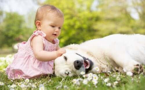 Baby med en hund på græsmark, da hun ikke er bange for dyr