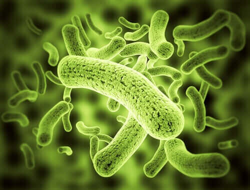 Bakterier, der kan forårsage hudnekrose