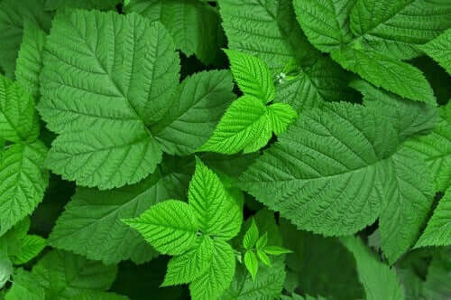 Hindbærblade er gængse medicinske urter