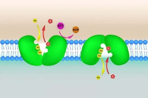 Hyperkaliæmi kan være forårsaget af for meget kalium
