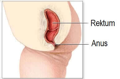 Illustration af anus og rektum