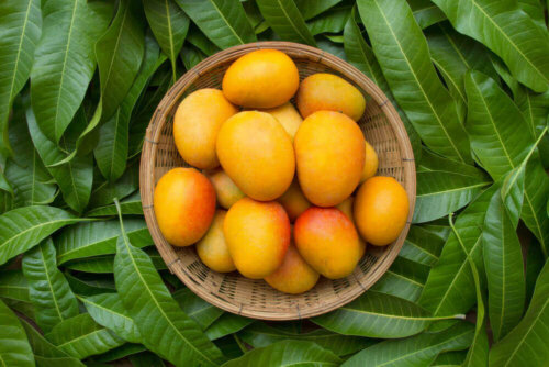 Nogle frugter kan forhindre vægttab, såsom disse mangoer i skål ovenpå blade