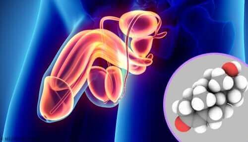 Illustration af mandens kønshormoner, androgener