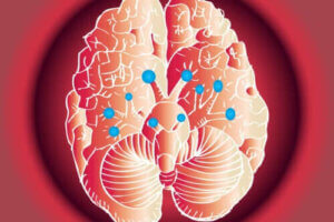 Funktionerne hos 12 kranienerver