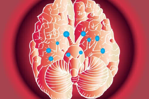 Funktionerne hos 12 kranienerver