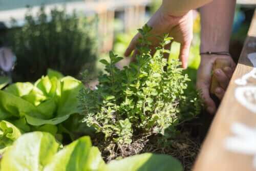 Opdag de bedste tips til en have på terrassen