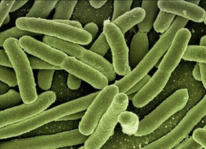 Fager til at bekæmpe antibiotikaresistens
