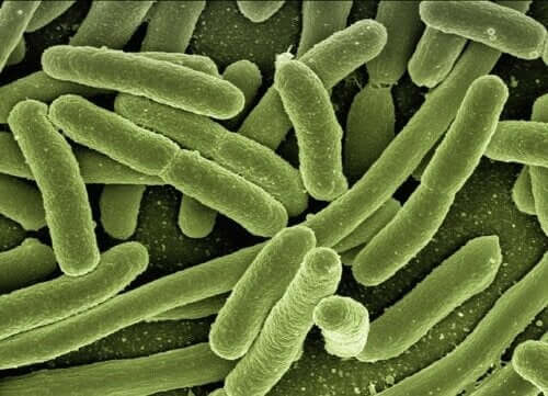 Fager til at bekæmpe antibiotikaresistens