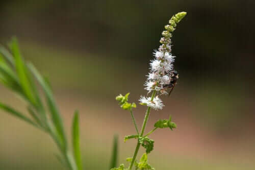 Black Cohosh: Karakteristika, brug og forbehold