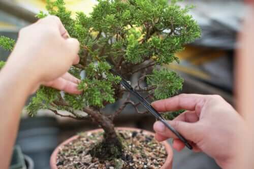 Lær, hvordan man laver og plejer bonsaitræer