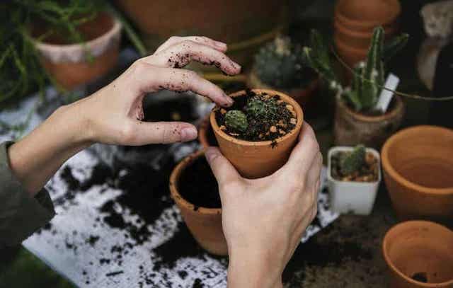 Person planter levende sten