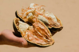 Baobabfrugt: Egenskaber, fordele og kontraindikationer