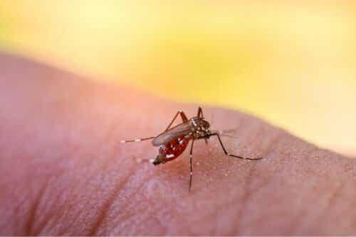 Nærbillede af myg på hud