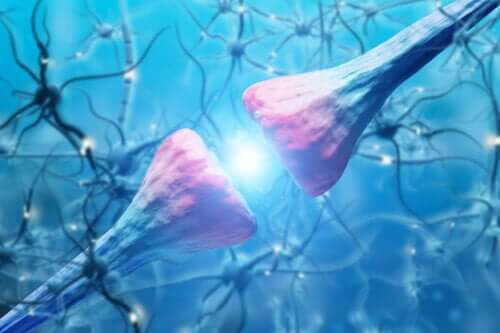 Neuroners funktion og karaktertræk