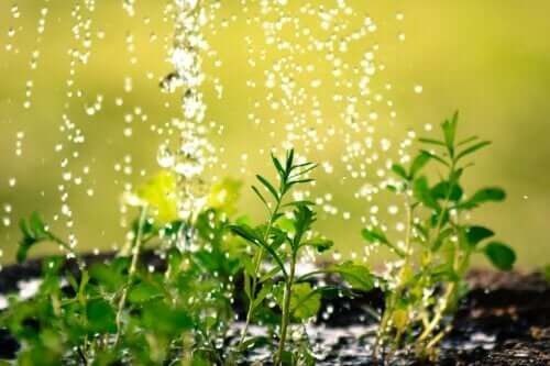 10 tips til at undgå at spilde vand i haven