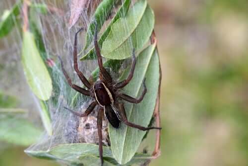 Araknofobi: Den irrationelle frygt for edderkopper
