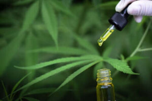 Karakteristika og anvendelse af CBD olie